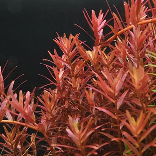 Rotala yao-yai in pot
